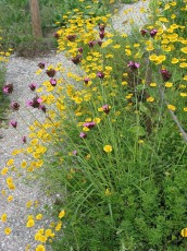 Karthäuser Nelke, Dianthius carthusianorum