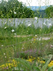 Ästige Graslilie, Anthericum