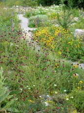 Steingarten-Blumen-Mix