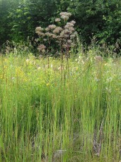 Feuchtwiesen-Blumen-Mix