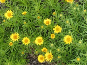 Rauer Alant, Inula hirta