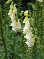 Großer Fingerhut, Digitalis grandiflorus