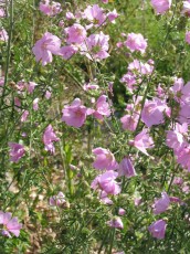Rosenmalve, Malva alcea