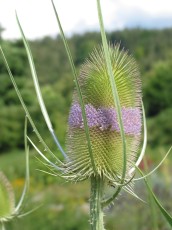 Wilde Karde, Dipsacus sylvestris