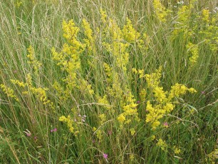 Echtes Labkraut, Galium verum
