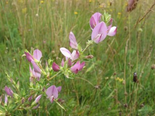 Hauhechel, Ononis spinosa
