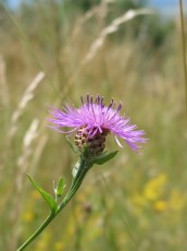 Wiesenflockenblume, Centaurea jacea
