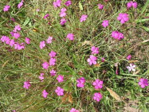 Heidenelke, Dianthus deltoides
