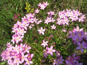 Tausendguldenkraut, Centaurium erythraea