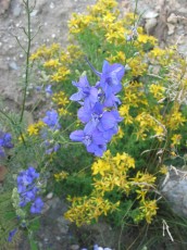 Ackerrittersporn, Delphinium ajacis