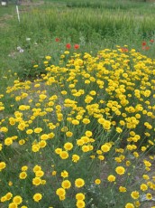 Färberkamille, Anthemis tinctoria