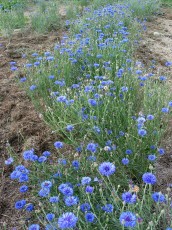 Kornblume, Centaurea cyanus