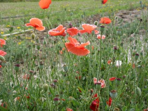Klatschmohn, Papaver rhoeas
