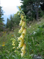 Großbl. Fingerhut, Digitalis grandiflora