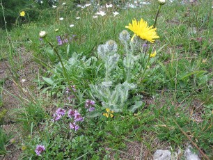 Woll. Habichtskraut, Hieracium sp.