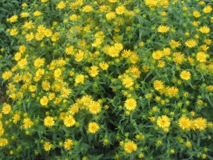 Schwertbl. Alant, Inula ensifolia