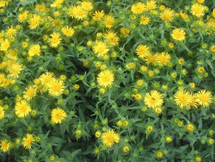 Schwertbl. Alant, Inula ensifolia