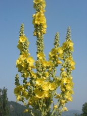 Großbl. Königskerze, Verbascum densifl.