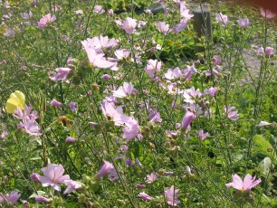 Rosenmalve, Malva alcea