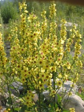 Schwarze Königskerze, Verbascum nigrum