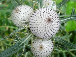 Wollkopf-Distel, Cirsium eriophorum