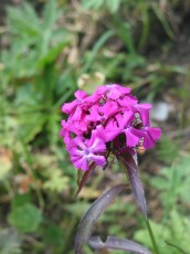 Südalpne-Bartnelke, Dianthus