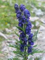 Blauer Eisenhut, Aconitum napellus