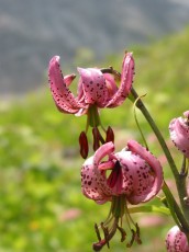 Türkenbund, Lilium martagon