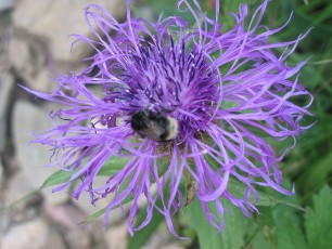 Skabiosen-Flockenblume, Centaurea scabiosa