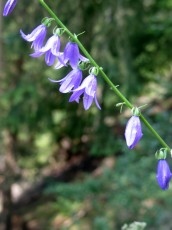 Ackerglockenblume, Campanula rapunculoides