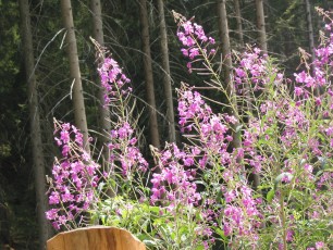 Schmalbl. Weidenröschen, Epilob. angustif.