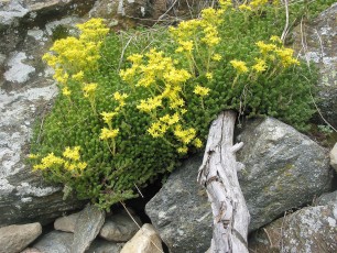 Mauerpfeffer, Sedum acre
