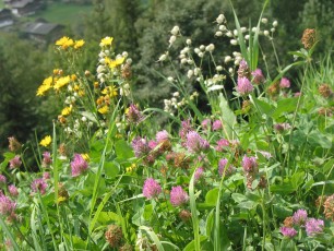 Wiesenblumen-Mix