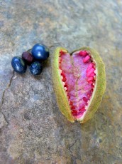 Pfingstrose, Paeonia officinalis