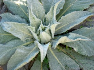Gr. Königskerze, Verbascum densiflorum