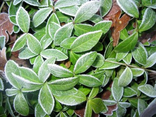 Kleines Immergrün, Vinca minor