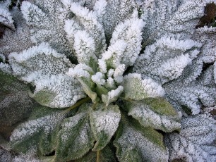Gr. Königskerze, Verbascum densiflorum