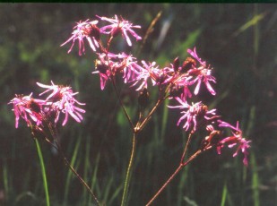 Kuckuckslichtnelke, Lychnis flos-cuculi