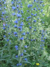 Natterkopf, Echium vulgare