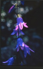 Ackerglockenblume, Campanula rapuncul.
