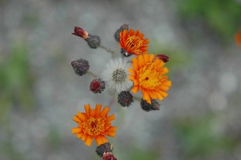 Orang.Habichtskr, Hieracium aurantiacum