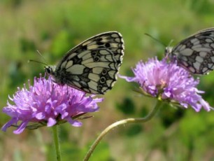 Wiesenwitwenblume, Knautia arvensis