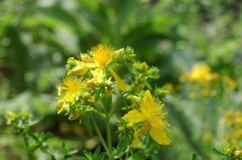Sumpfjohanniskraut, Hypericum helodes