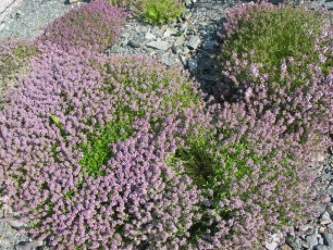 Quendel, Wilder Thymian, Thymus serpyllum