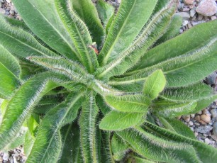 Woll. Habichtskraut, Hieracium sp.