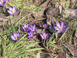 Krokus, Crocus neapolitanus