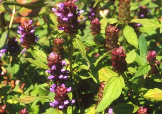 Braunelle, Prunella vulgaris