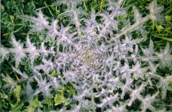 Kratzdistel, Cirsium arvense