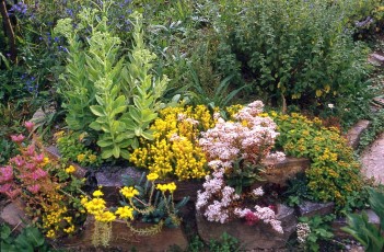 Fetthennen-Mix, Sedum sp.