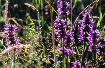 Feuchtwiesenblumen-Mix